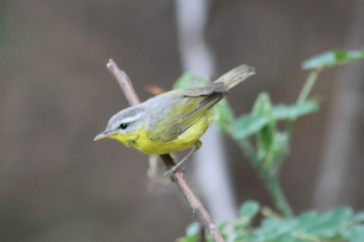 Gray-hooded Warbler - ML627994563