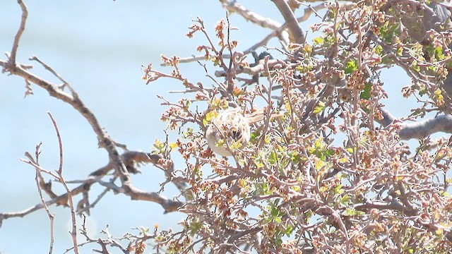 Clay-colored Sparrow - ML627994655