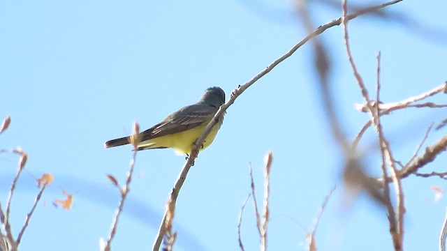 Cassin's Kingbird - ML627994735