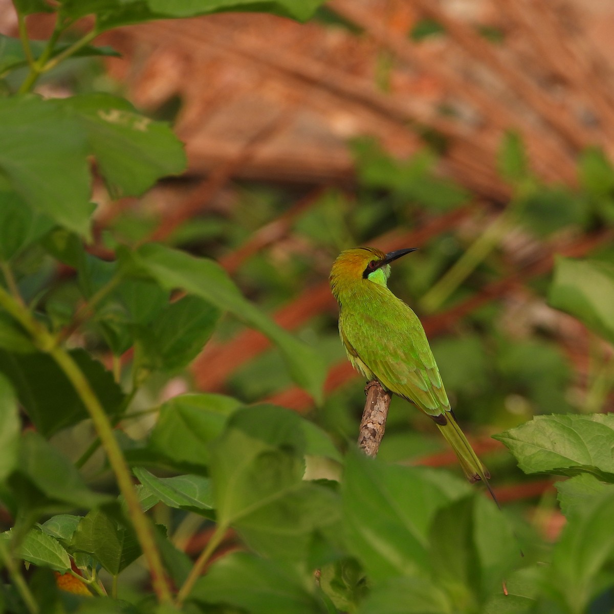 Asian Green Bee-eater - ML627994768