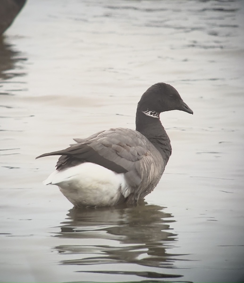 Brant - ML627994769