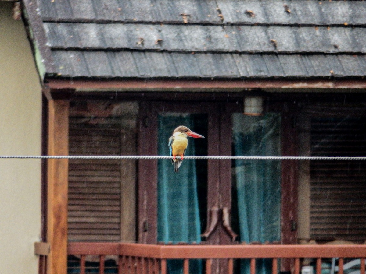 Stork-billed Kingfisher - ML627994786