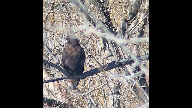 Red-tailed Hawk (calurus/abieticola) - ML627994789