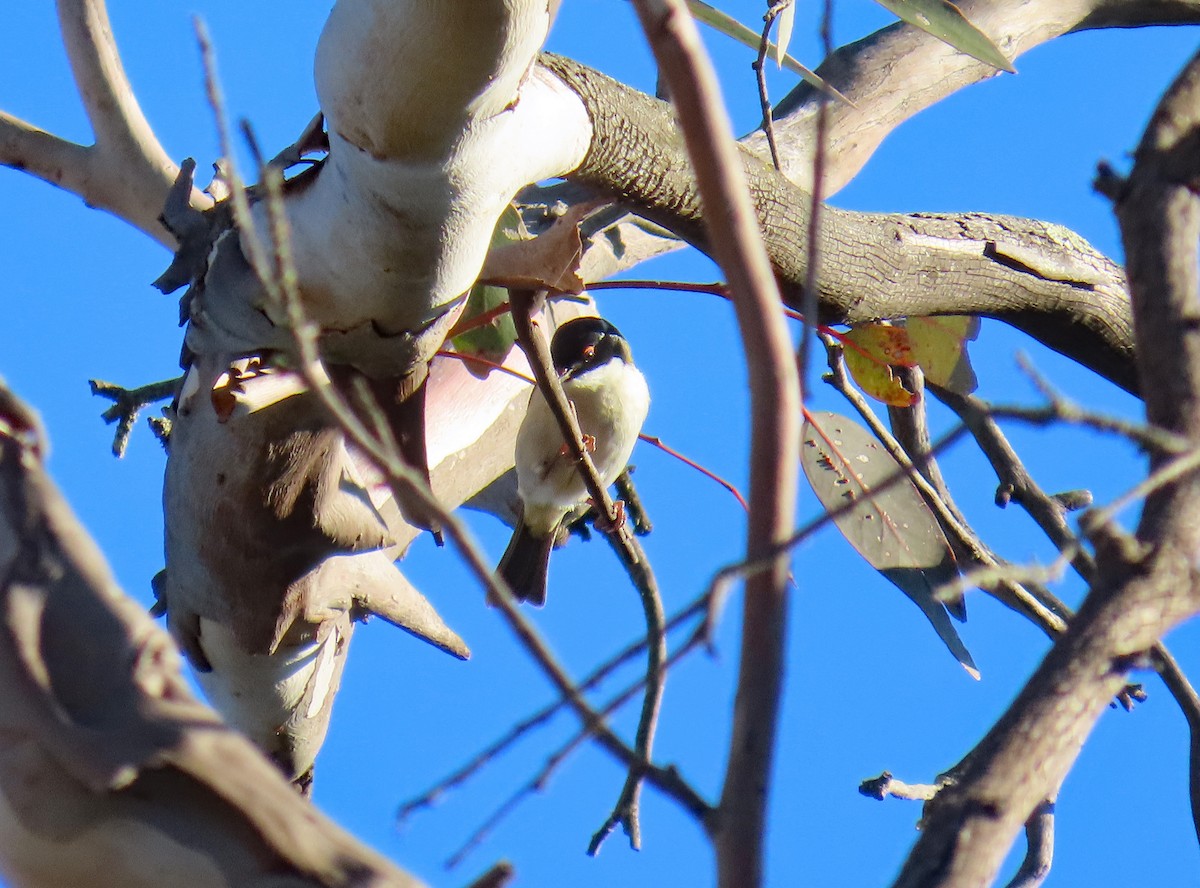 White-naped Honeyeater - ML627994872