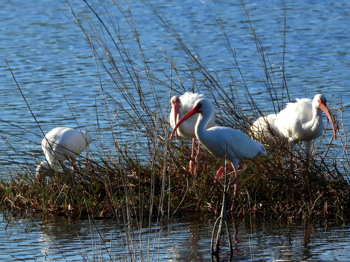 Ibis Blanco - ML627994892