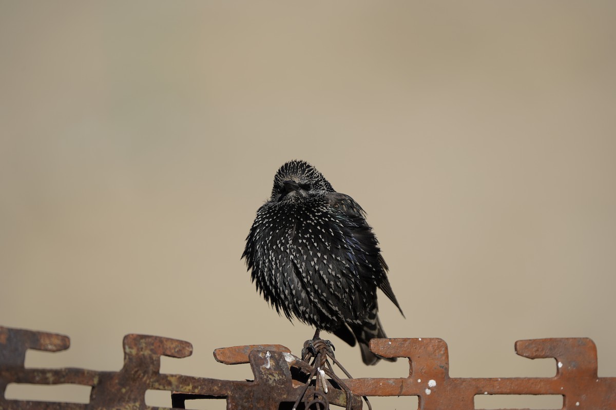 European Starling - ML627994998