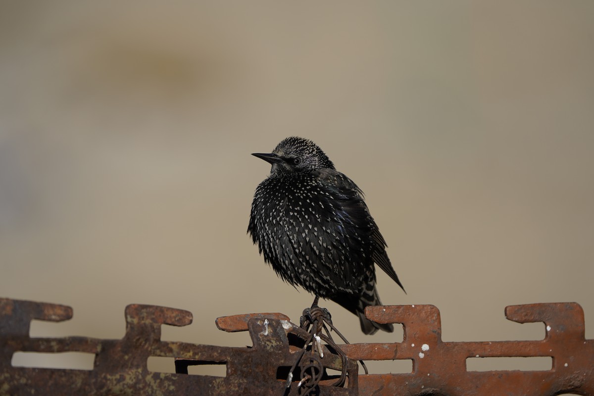 European Starling - ML627994999