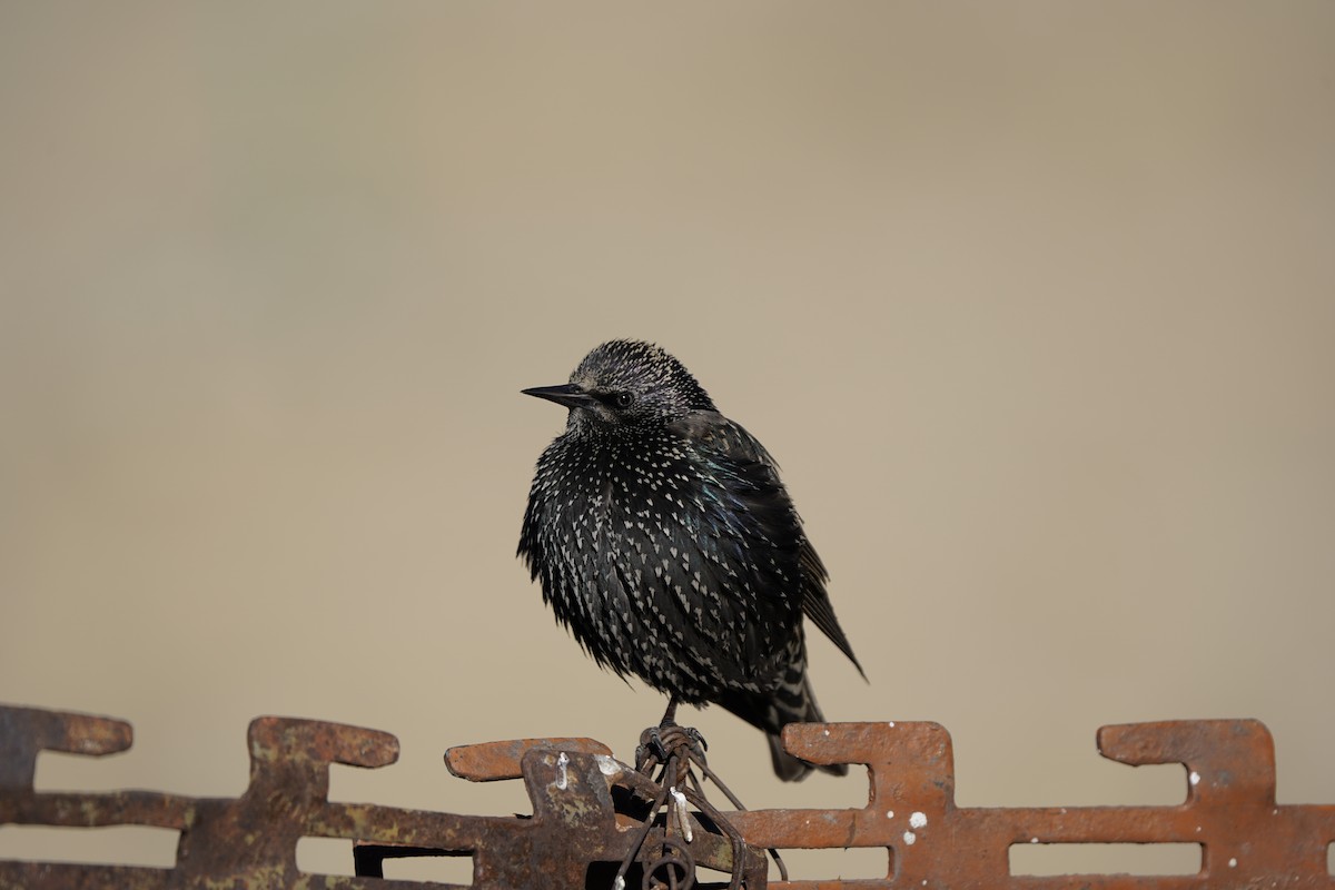 European Starling - ML627995000