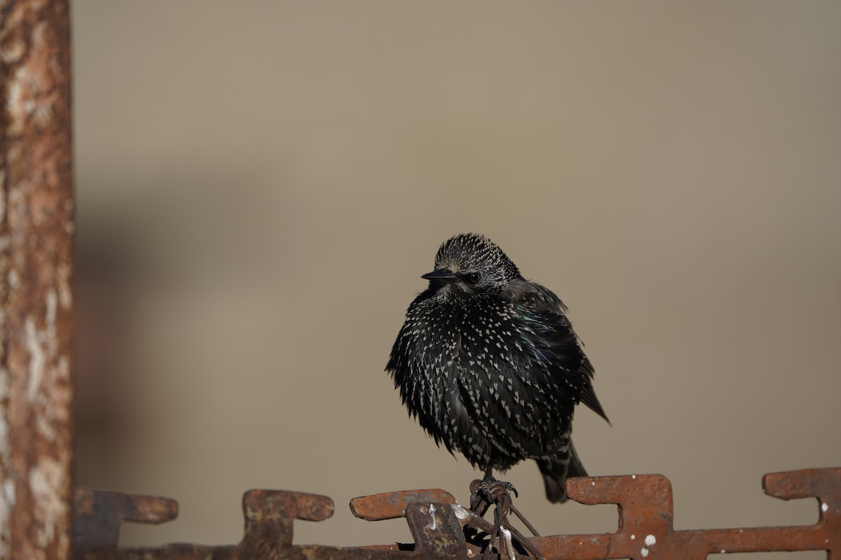 European Starling - ML627995001