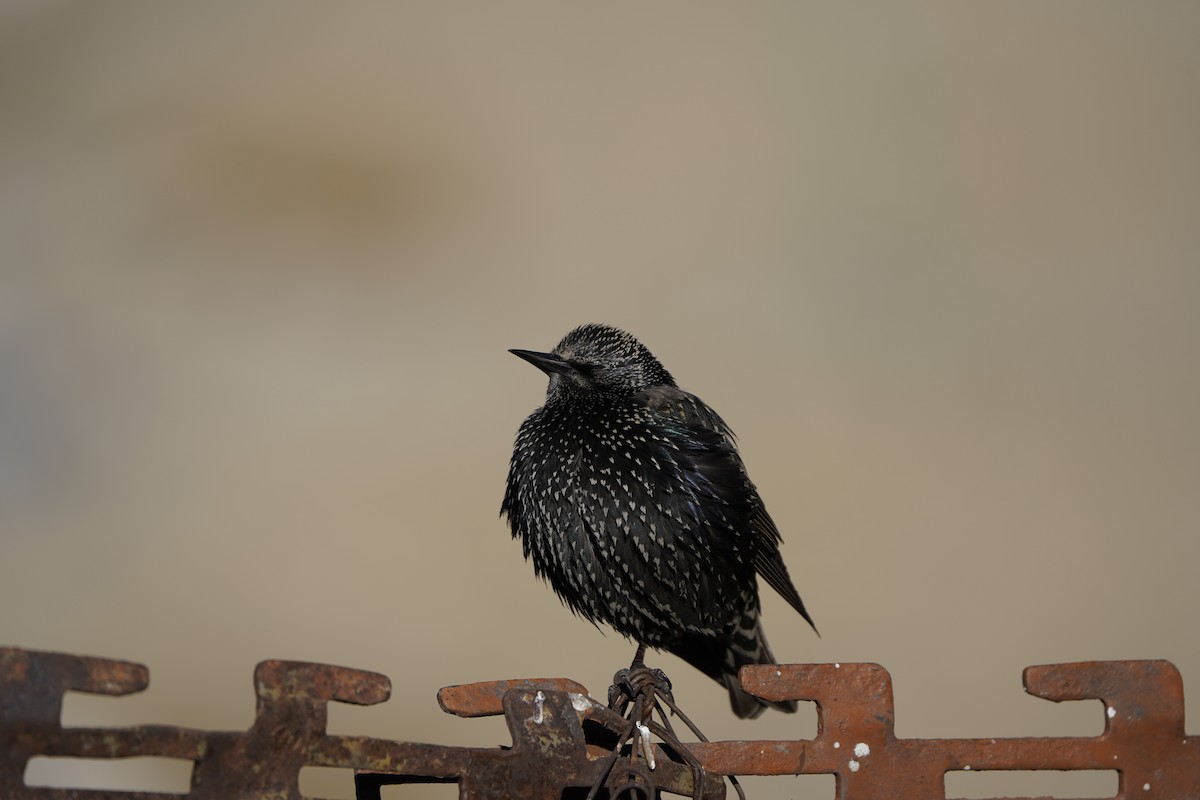 European Starling - ML627995002