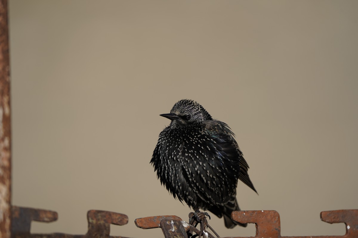 European Starling - ML627995003