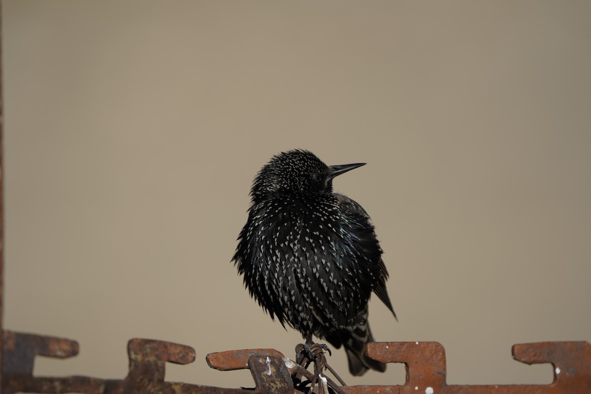 European Starling - ML627995004