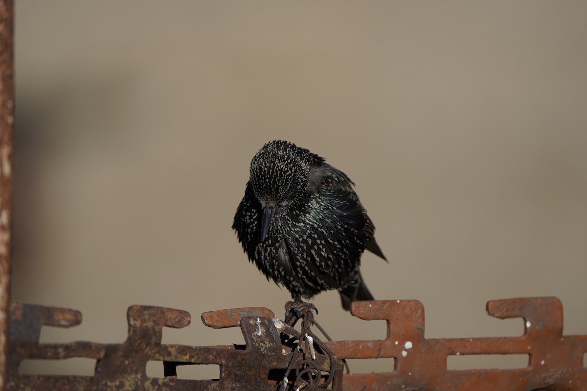 European Starling - ML627995005