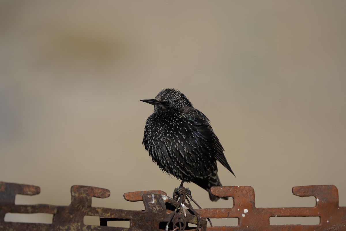 European Starling - ML627995006