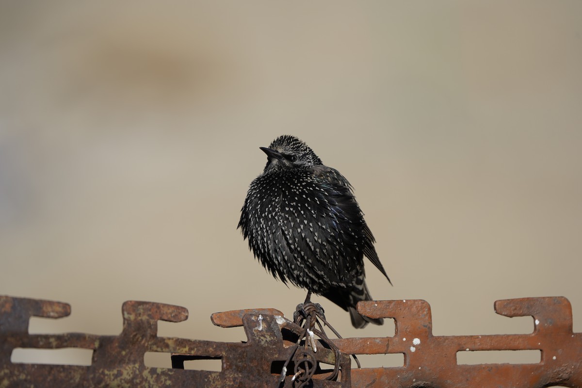 European Starling - ML627995007