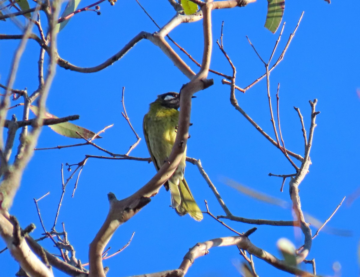 White-eared Honeyeater - ML627995044