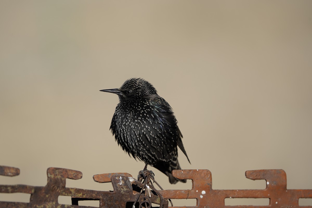 European Starling - ML627995062