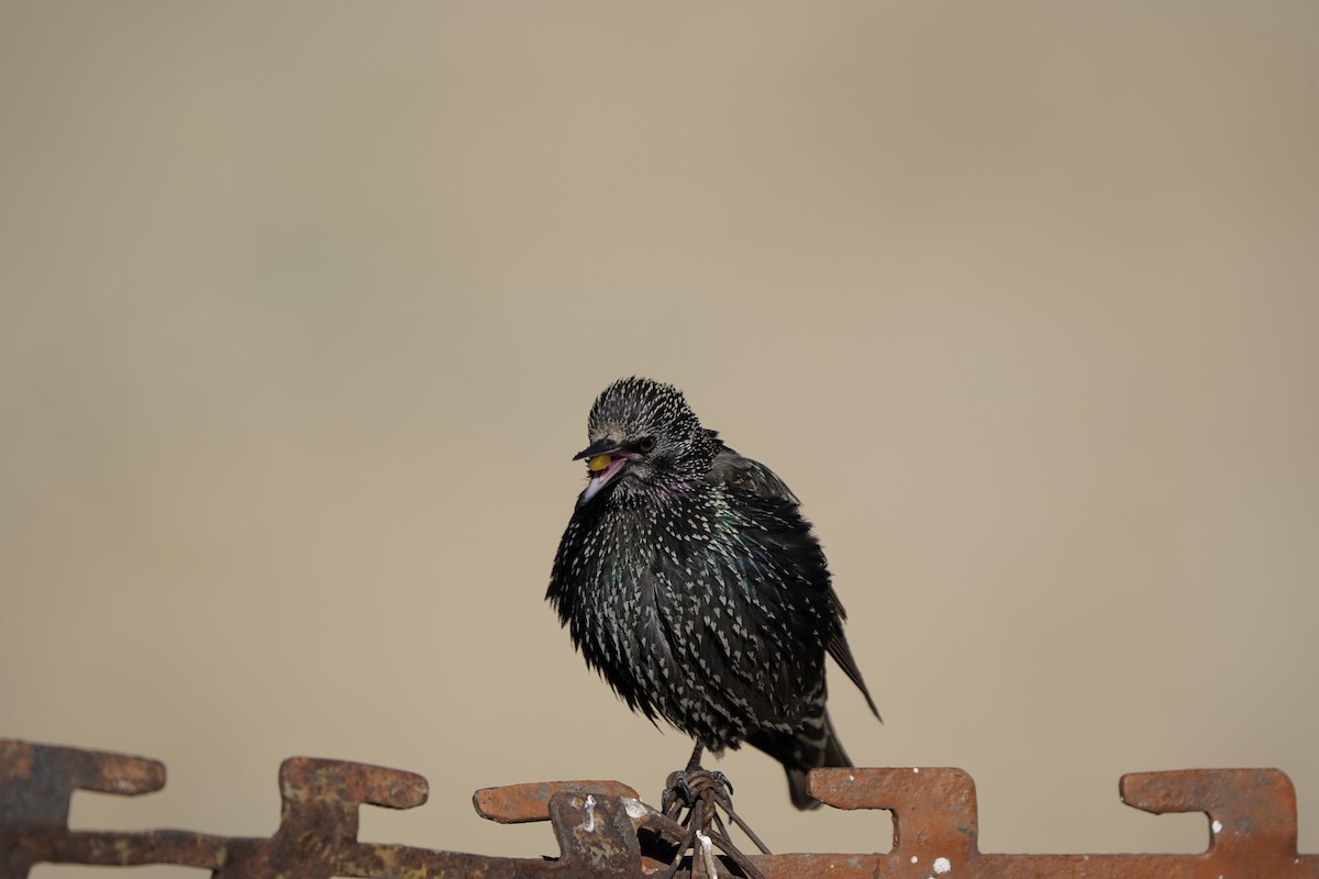 European Starling - ML627995063