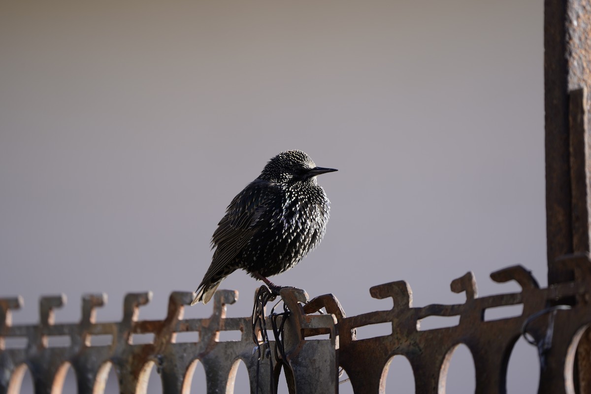 European Starling - ML627995064