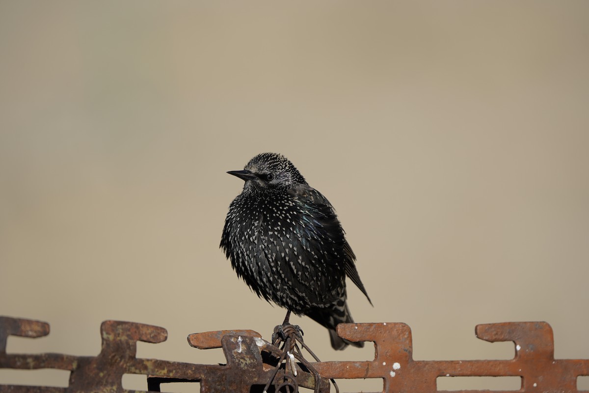 European Starling - ML627995065