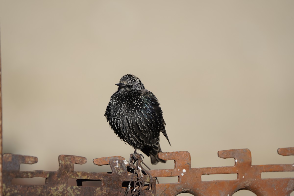 European Starling - ML627995066