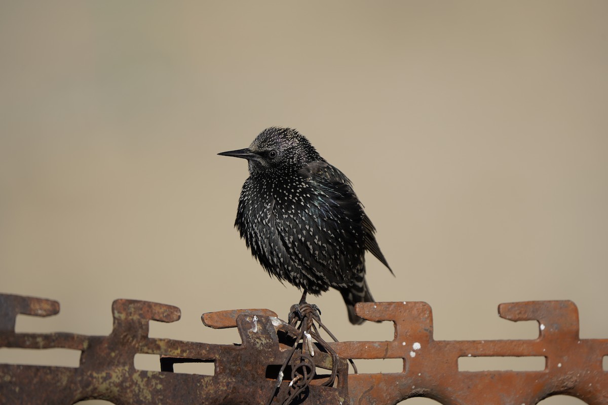 European Starling - ML627995067