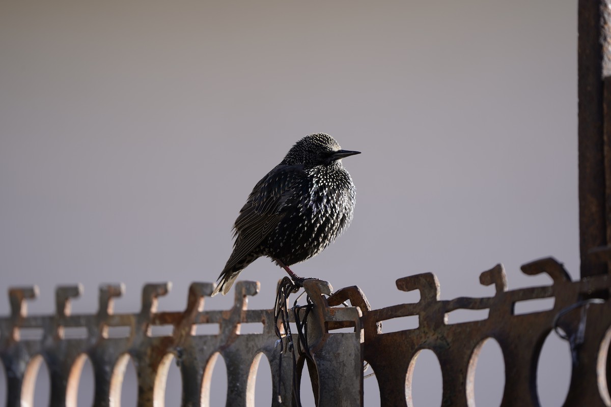 European Starling - ML627995069