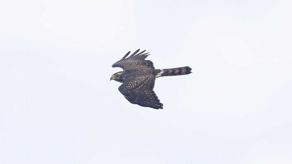 Gray-faced Buzzard - ML627995093