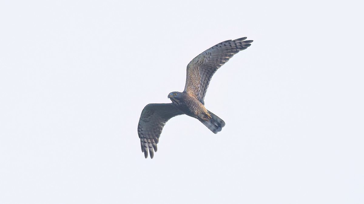 Gray-faced Buzzard - ML627995094