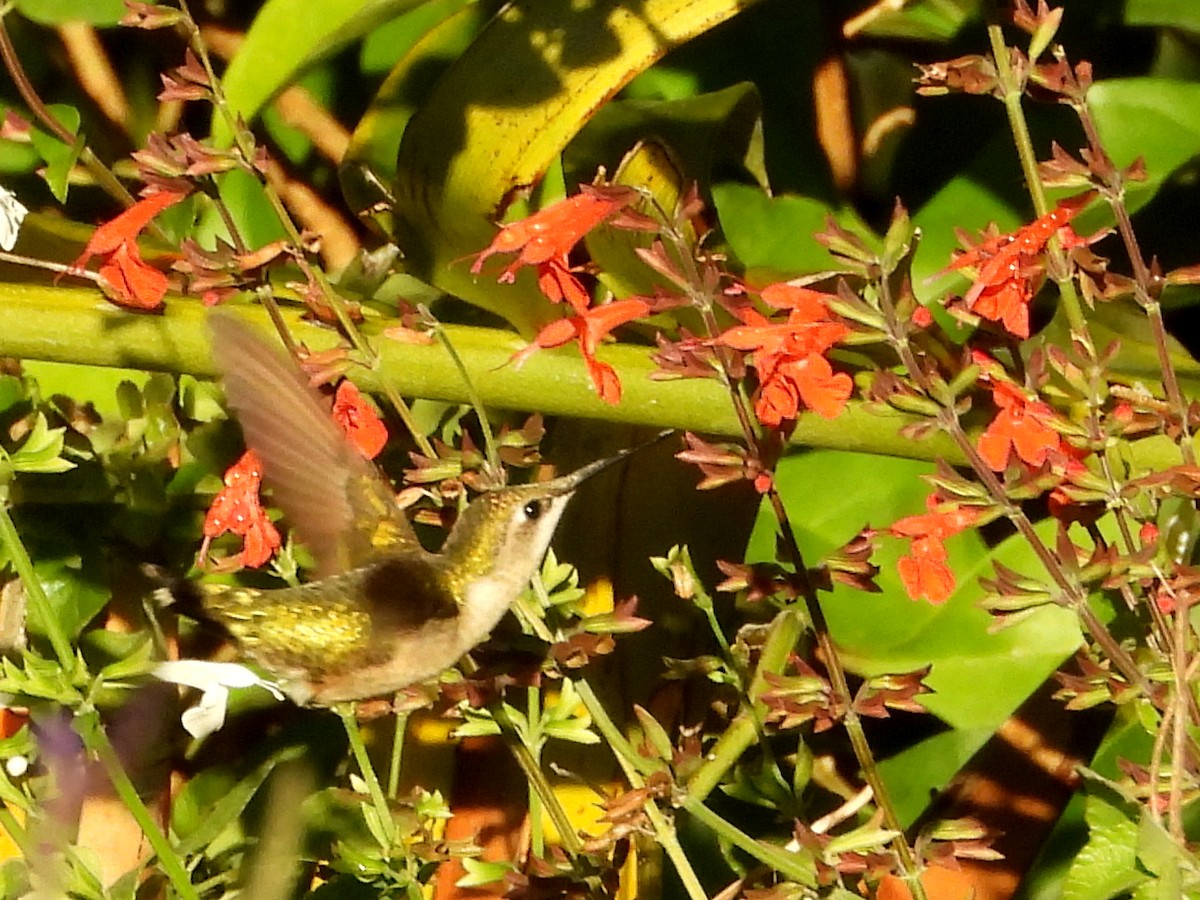 Colibrí Gorjirrubí - ML627995099