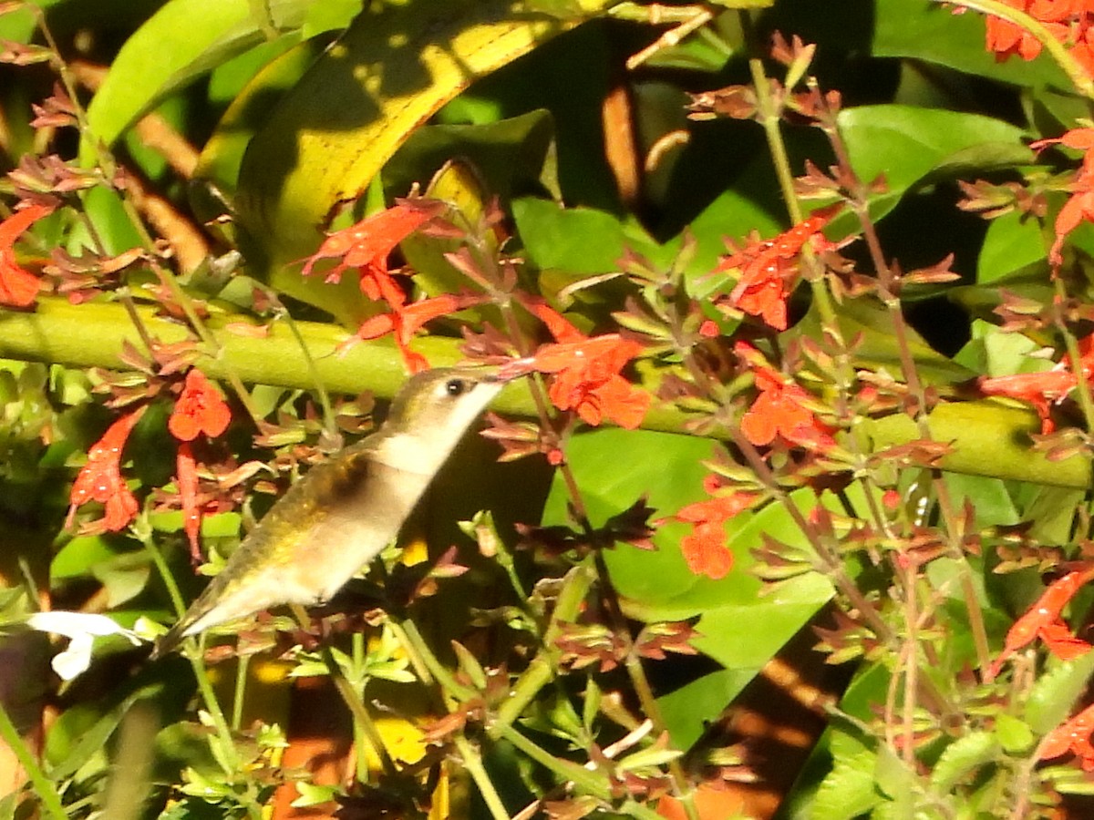 Colibrí Gorjirrubí - ML627995115