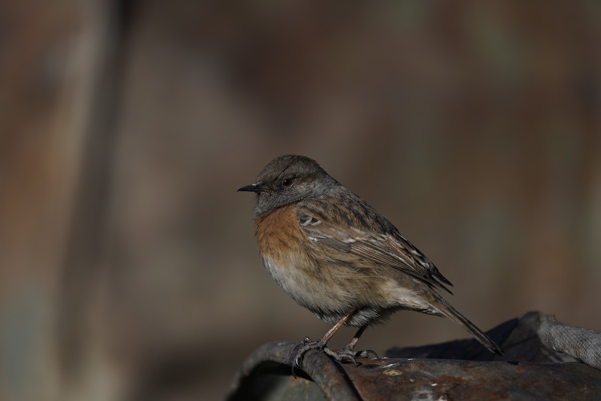 Robin Accentor - ML627995137