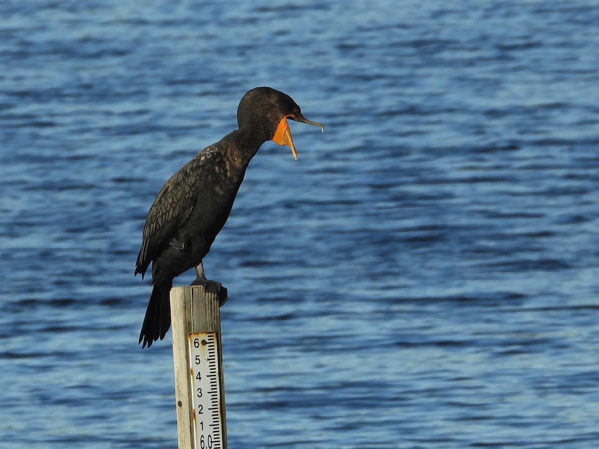 Cormorán Orejudo - ML627995191