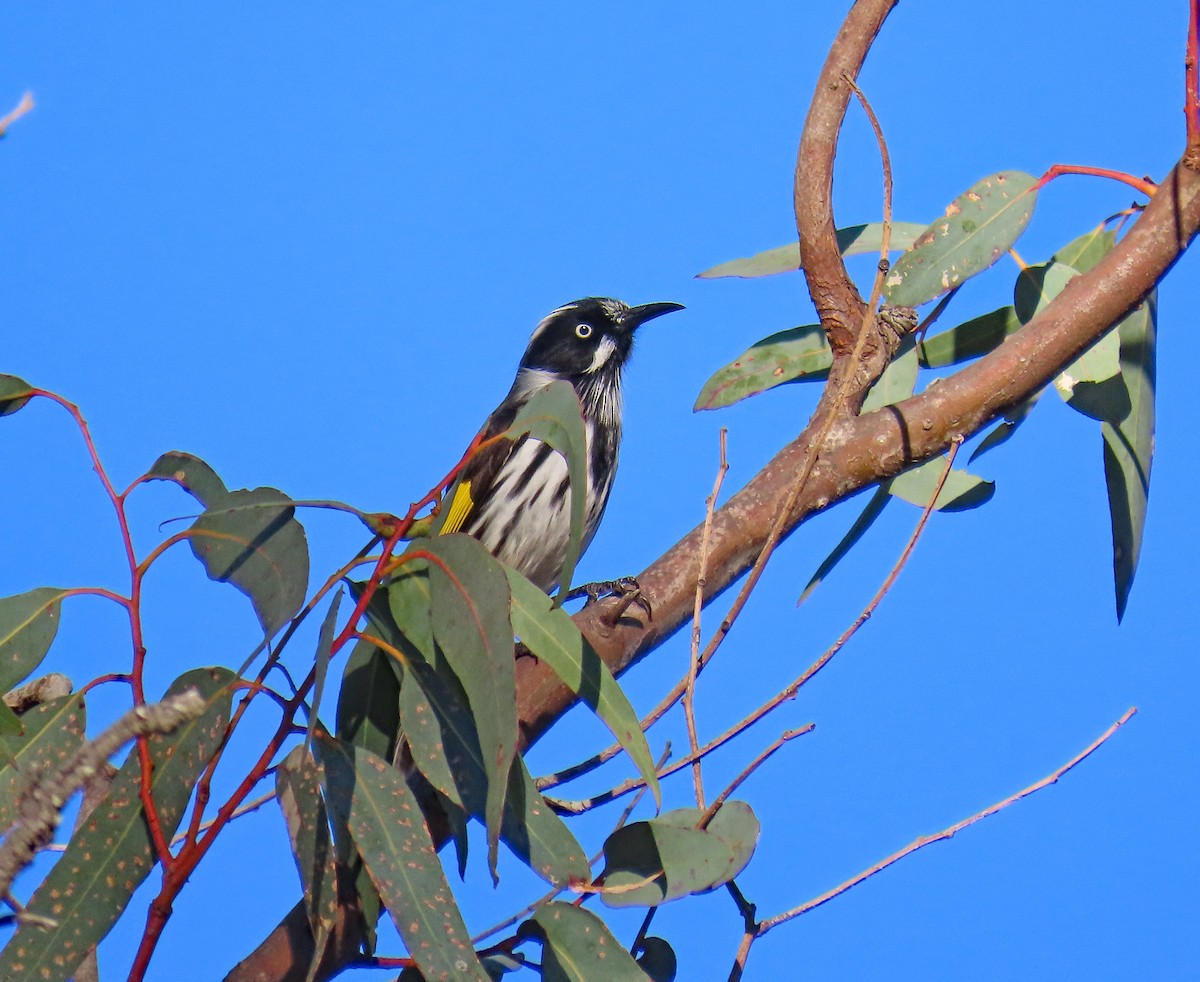 New Holland Honeyeater - ML627995206