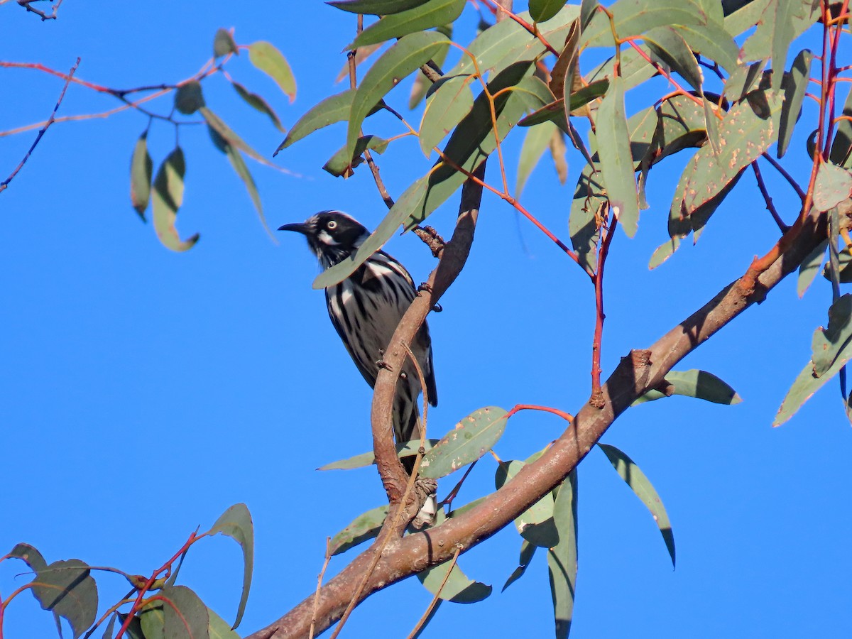 New Holland Honeyeater - ML627995210