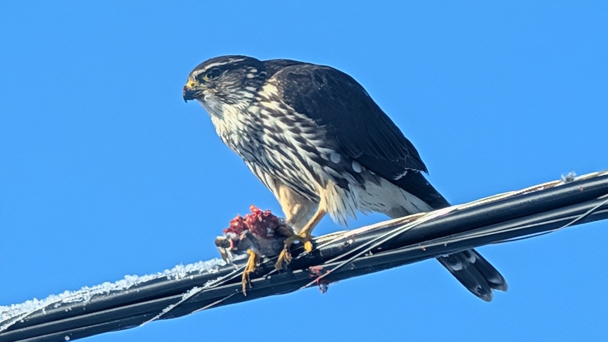 Merlin - ML627995223