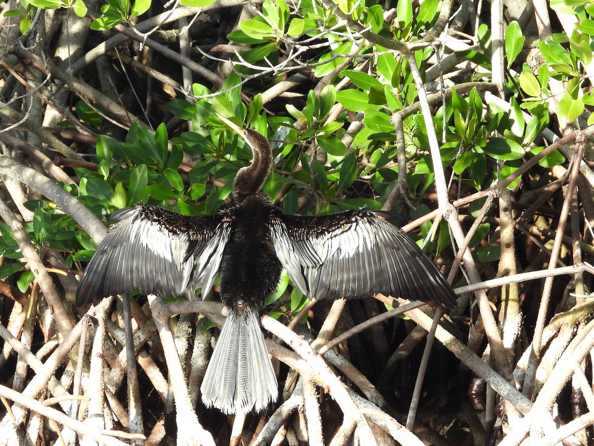 Anhinga Americana - ML627995225