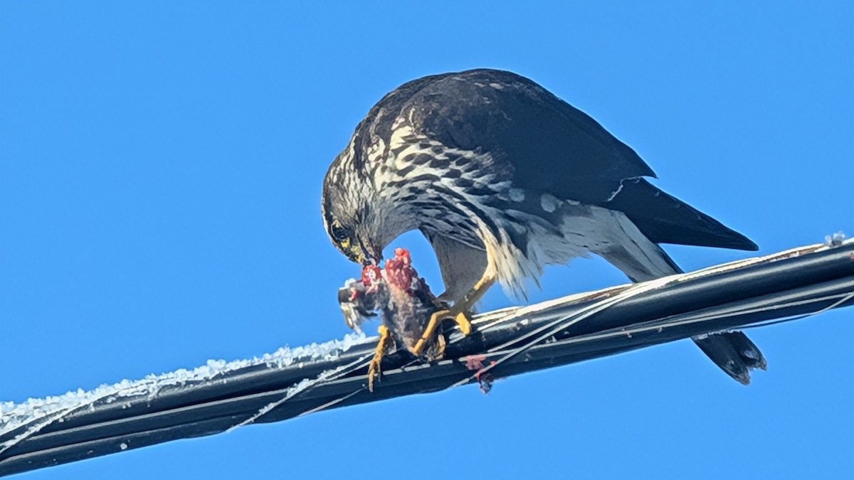 Merlin - ML627995229