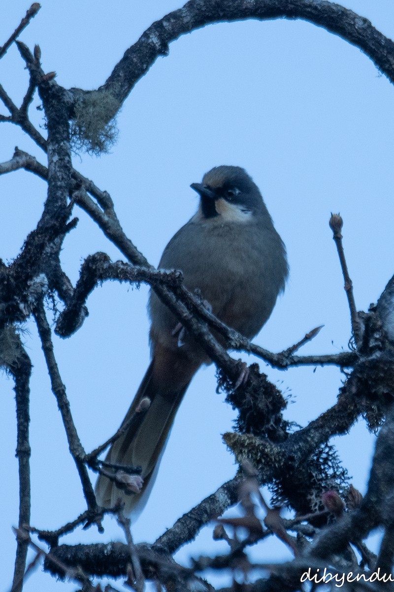 Variegated Laughingthrush - ML627995276