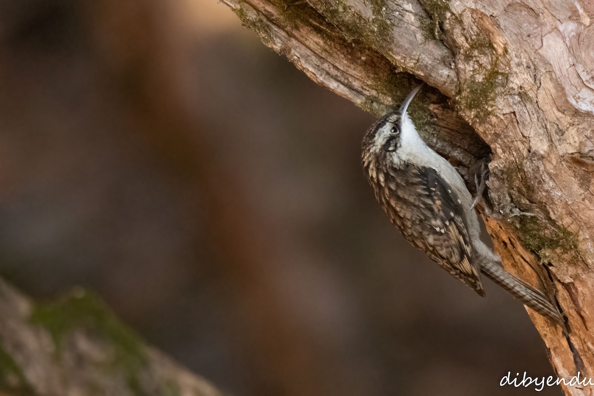 Bar-tailed Treecreeper - ML627995277