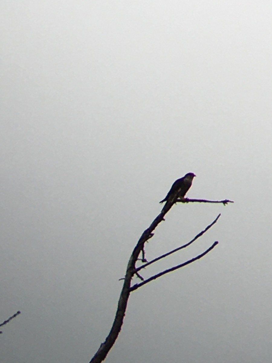 Merlin - ML627995287