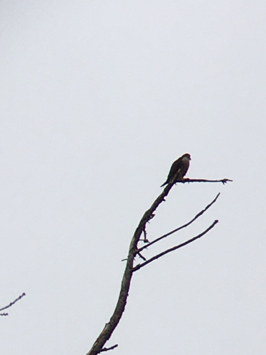 Merlin - ML627995289