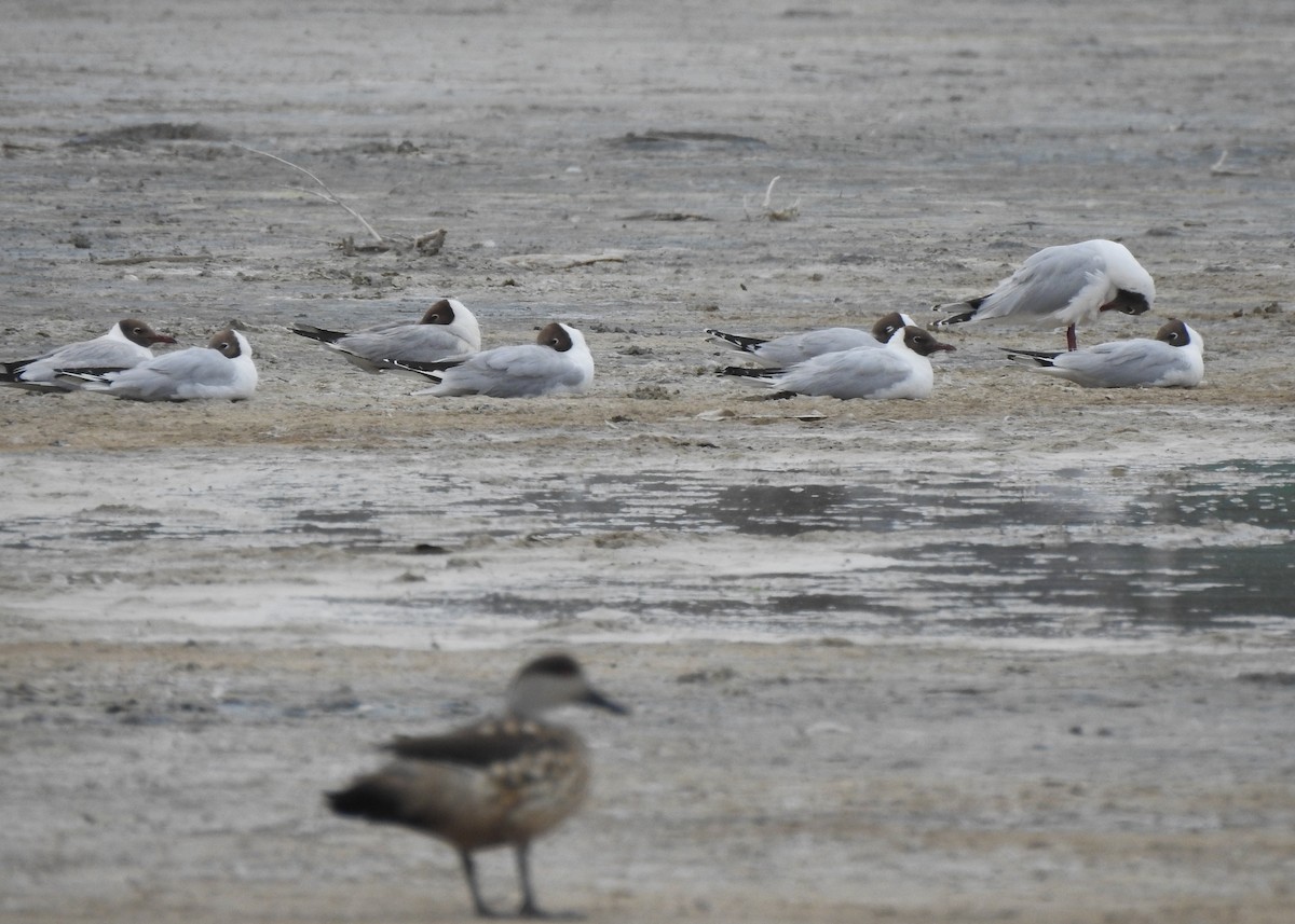 Gaviota Cahuil - ML627995303