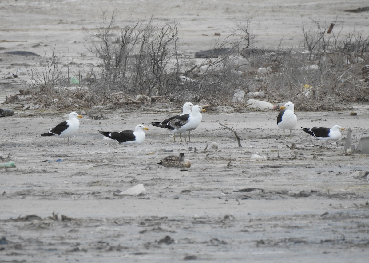 Gaviota Cocinera - ML627995309