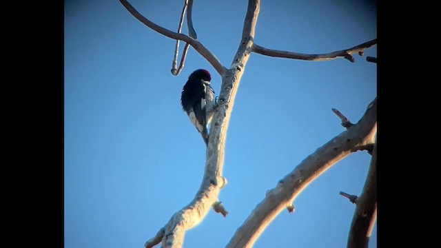 Acorn Woodpecker (Narrow-fronted) - ML627995327