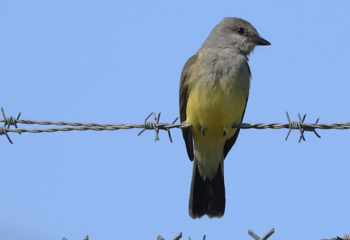 Western Kingbird - ML627995336