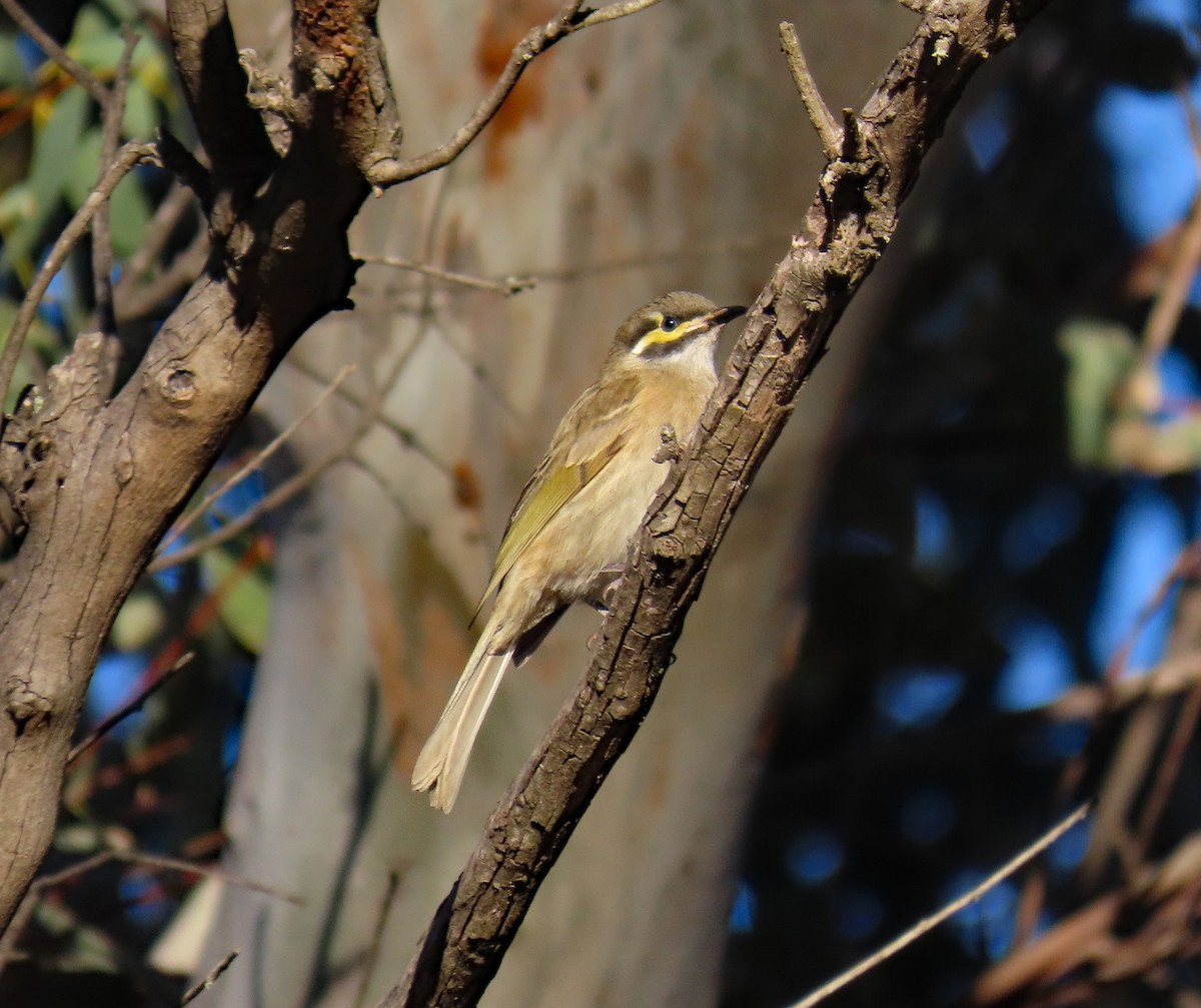 Yellow-faced Honeyeater - ML627995337