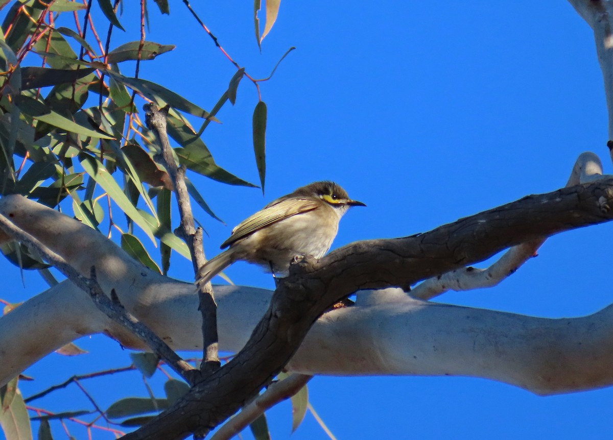 Yellow-faced Honeyeater - ML627995352