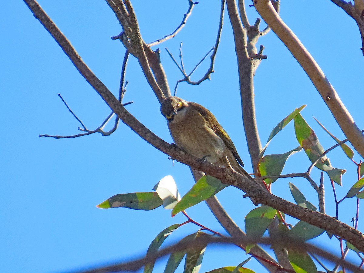 Yellow-faced Honeyeater - ML627995358