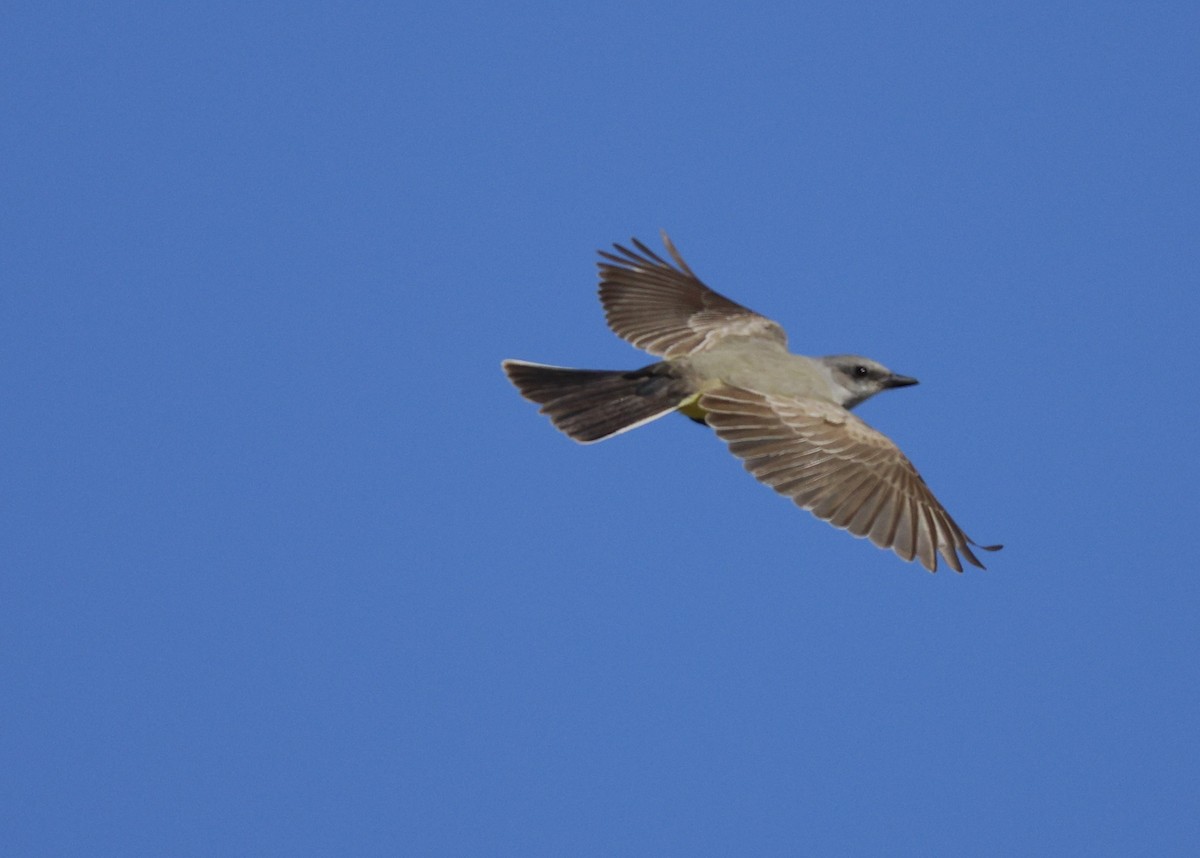 Western Kingbird - ML627995413